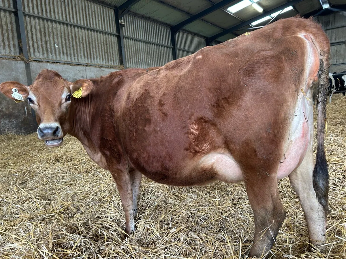 Incalf Jersey heifers - Image 2
