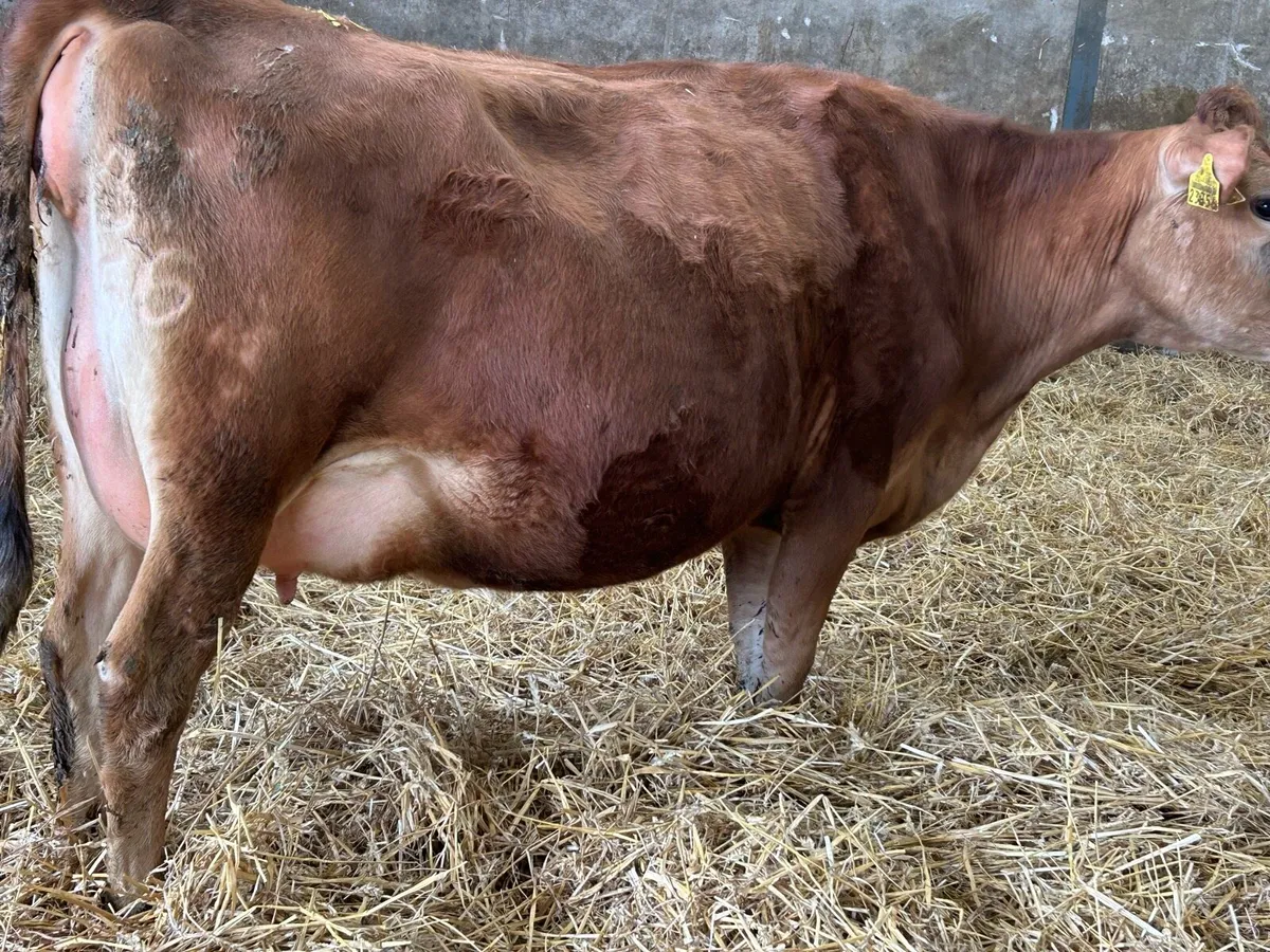 Incalf Jersey heifers - Image 3