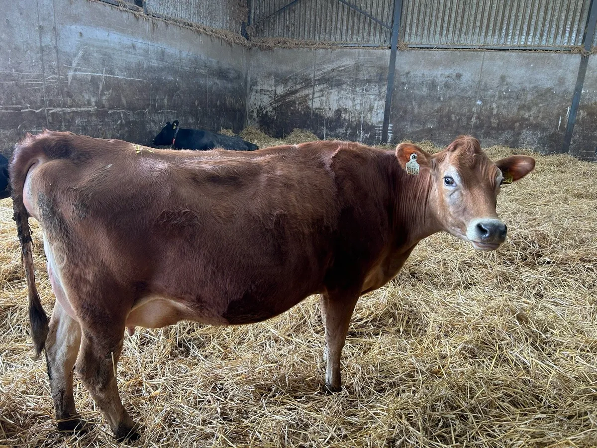 Incalf Jersey heifers - Image 4