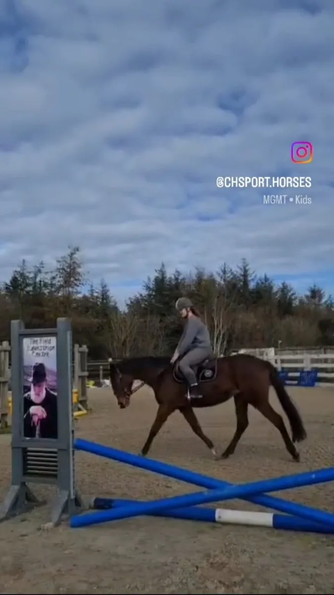 Sport Horse 🌟 - Image 2