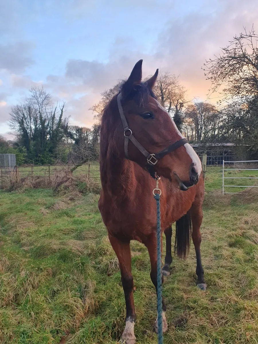 Sport Horse 🌟 - Image 1