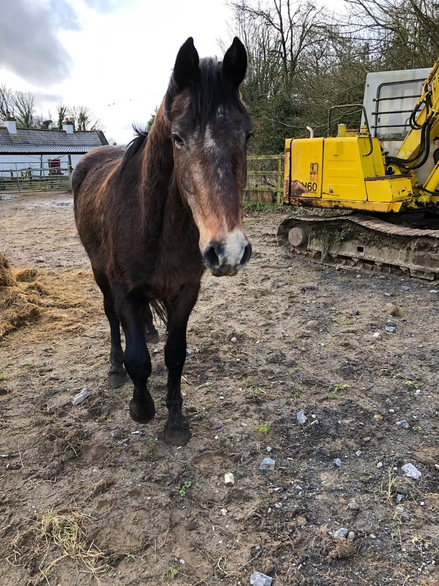 Horse gelding - Image 3