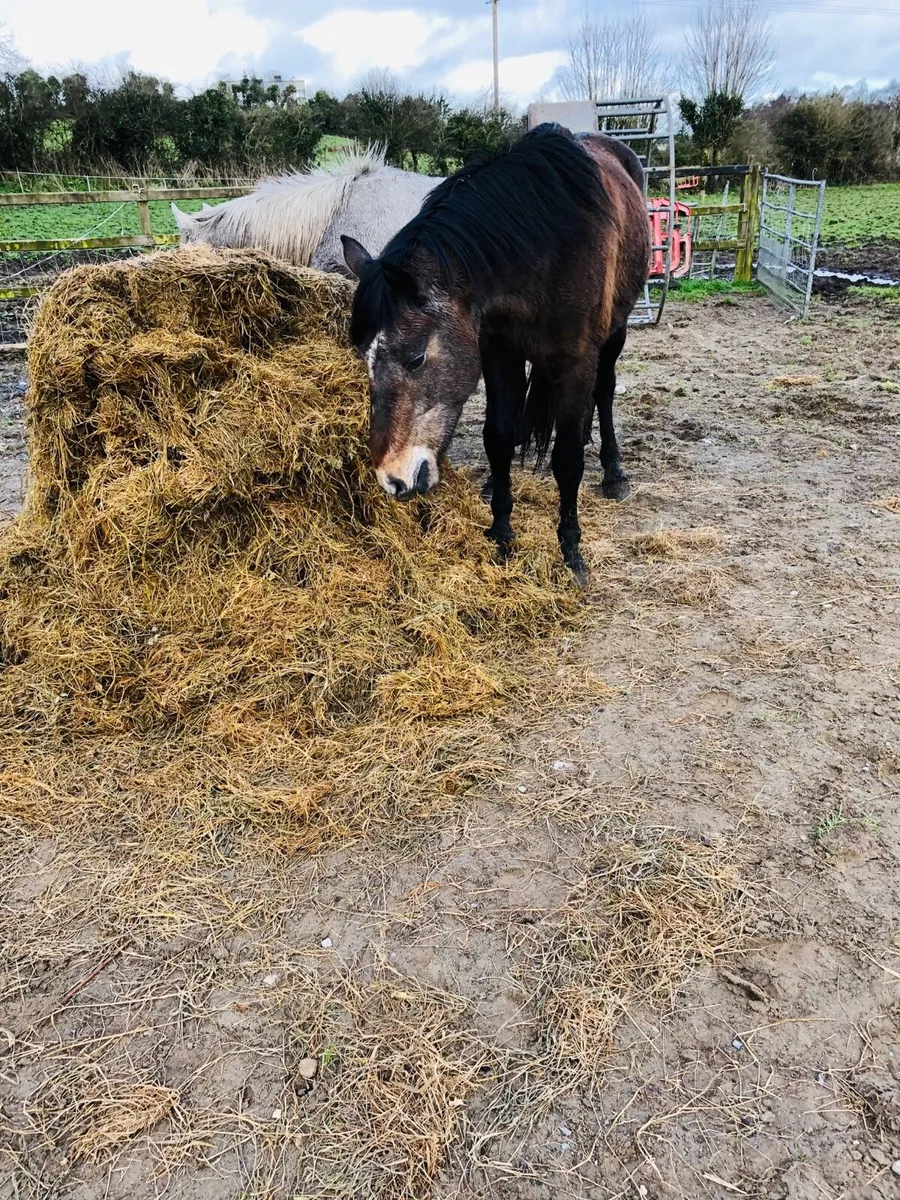 Horse gelding - Image 4
