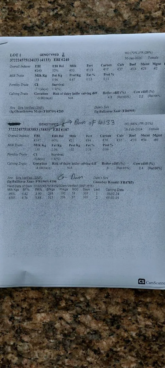 8 heifer  calves - Image 1