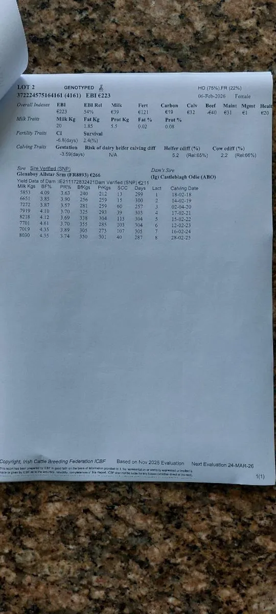 8 heifer  calves - Image 2