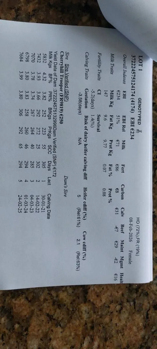 8 heifer  calves - Image 3