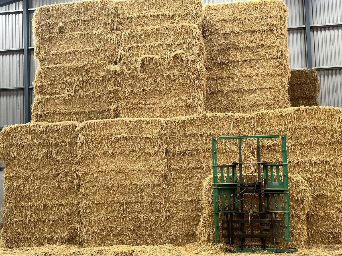 Hay Straw Beet - Image 3
