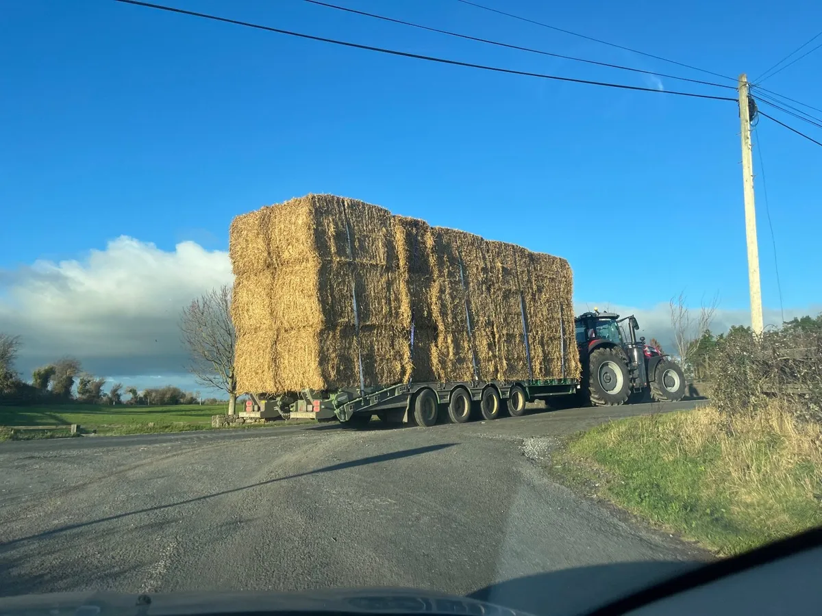 Hay Straw Beet - Image 2
