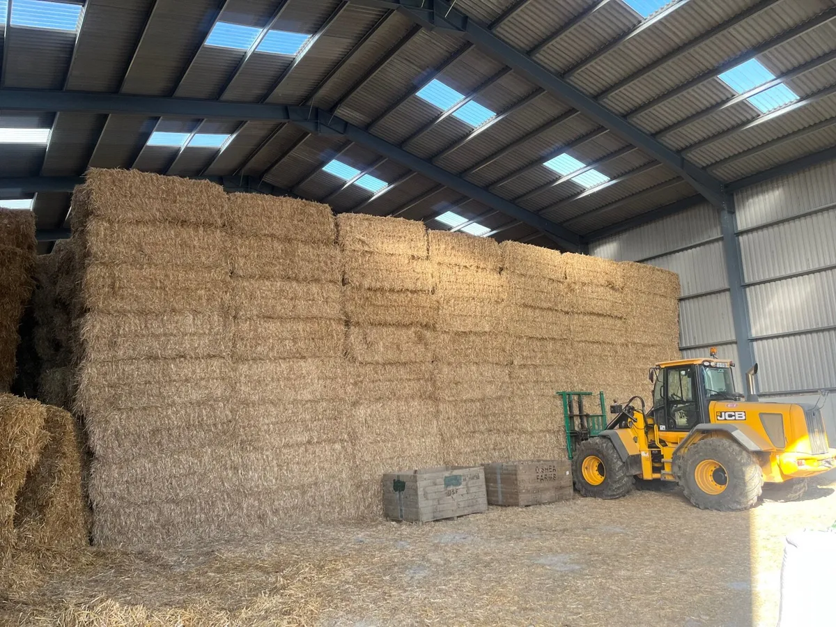 Hay Straw Beet - Image 4