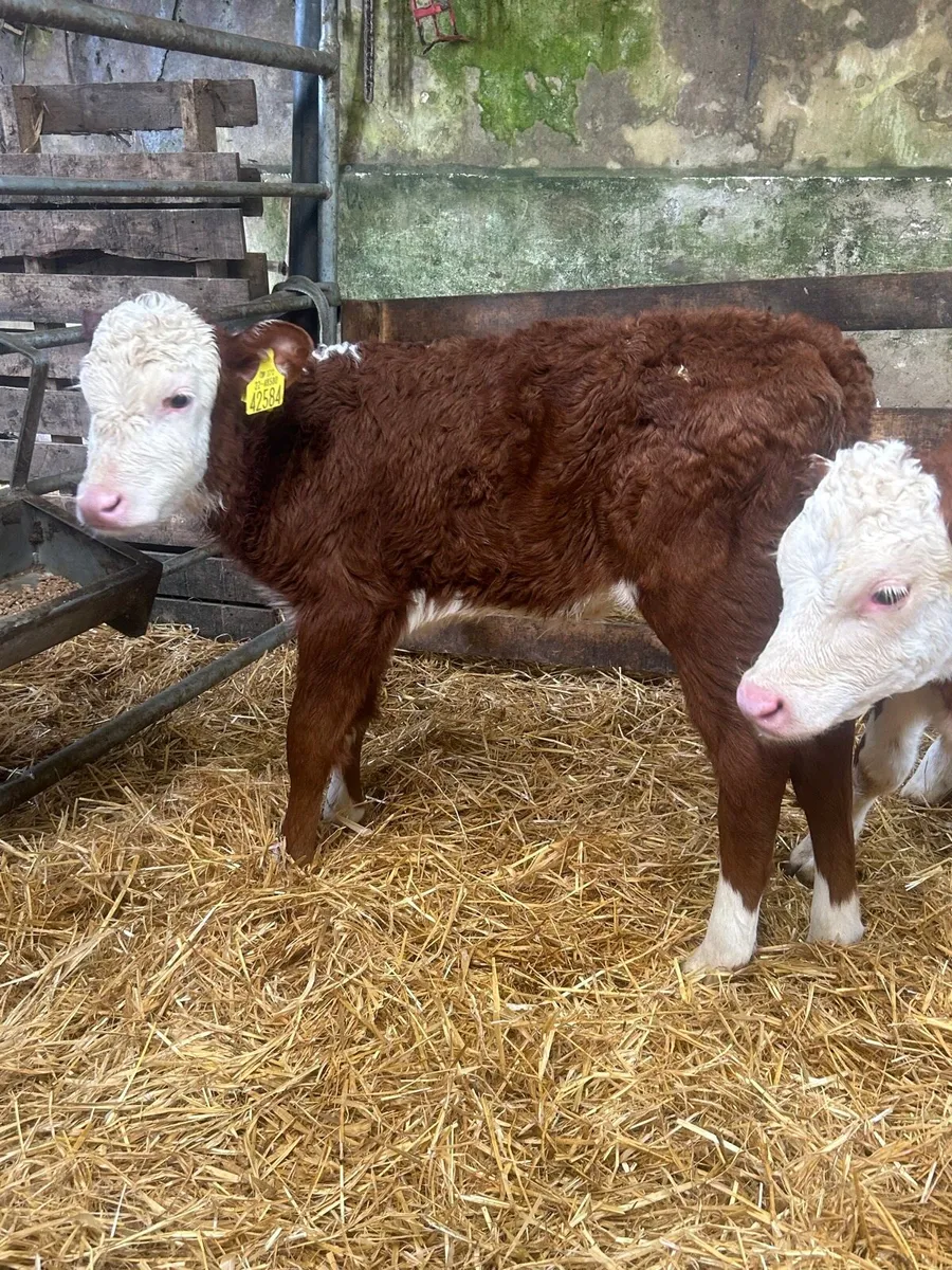 🌟2 Serious Red Whitehead Heifers 6 weeks🌟 - Image 2