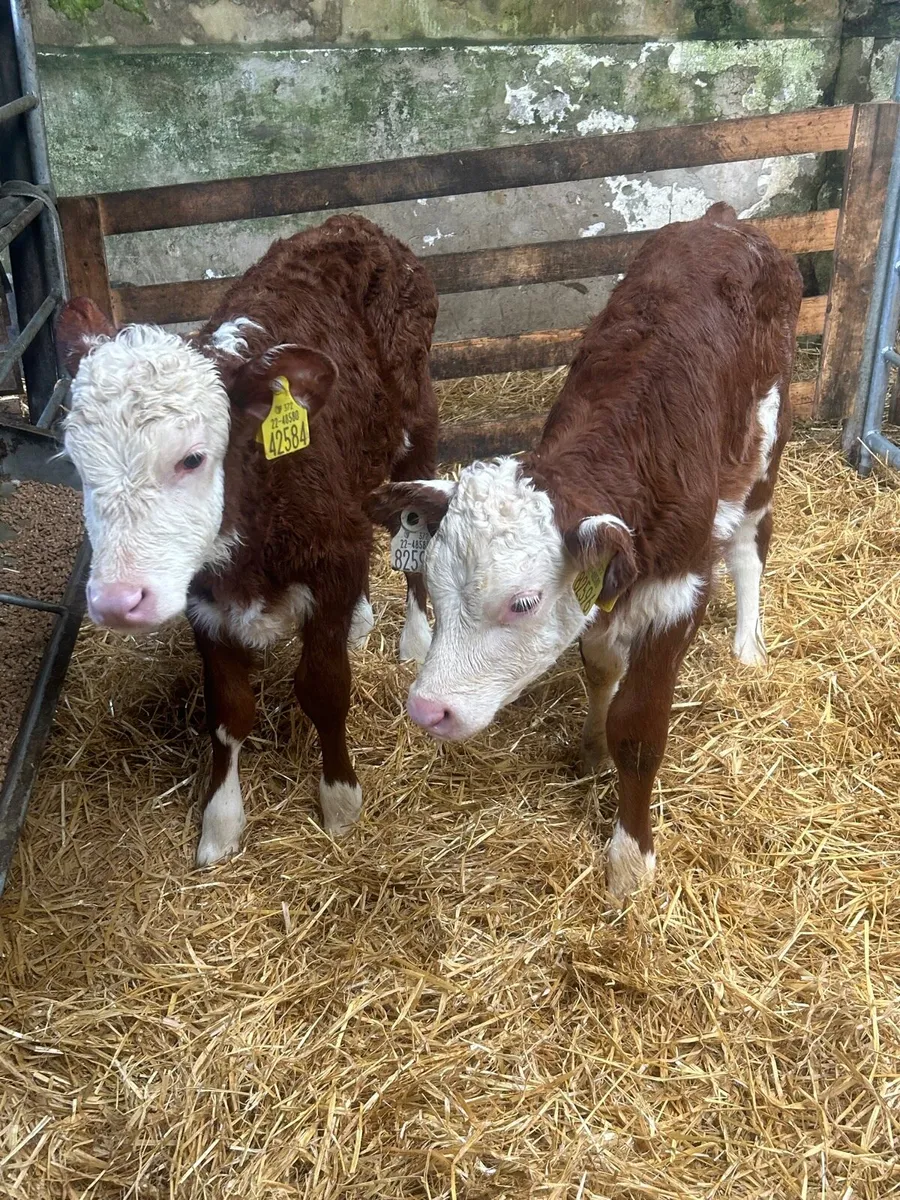 🌟2 Serious Red Whitehead Heifers 6 weeks🌟 - Image 3