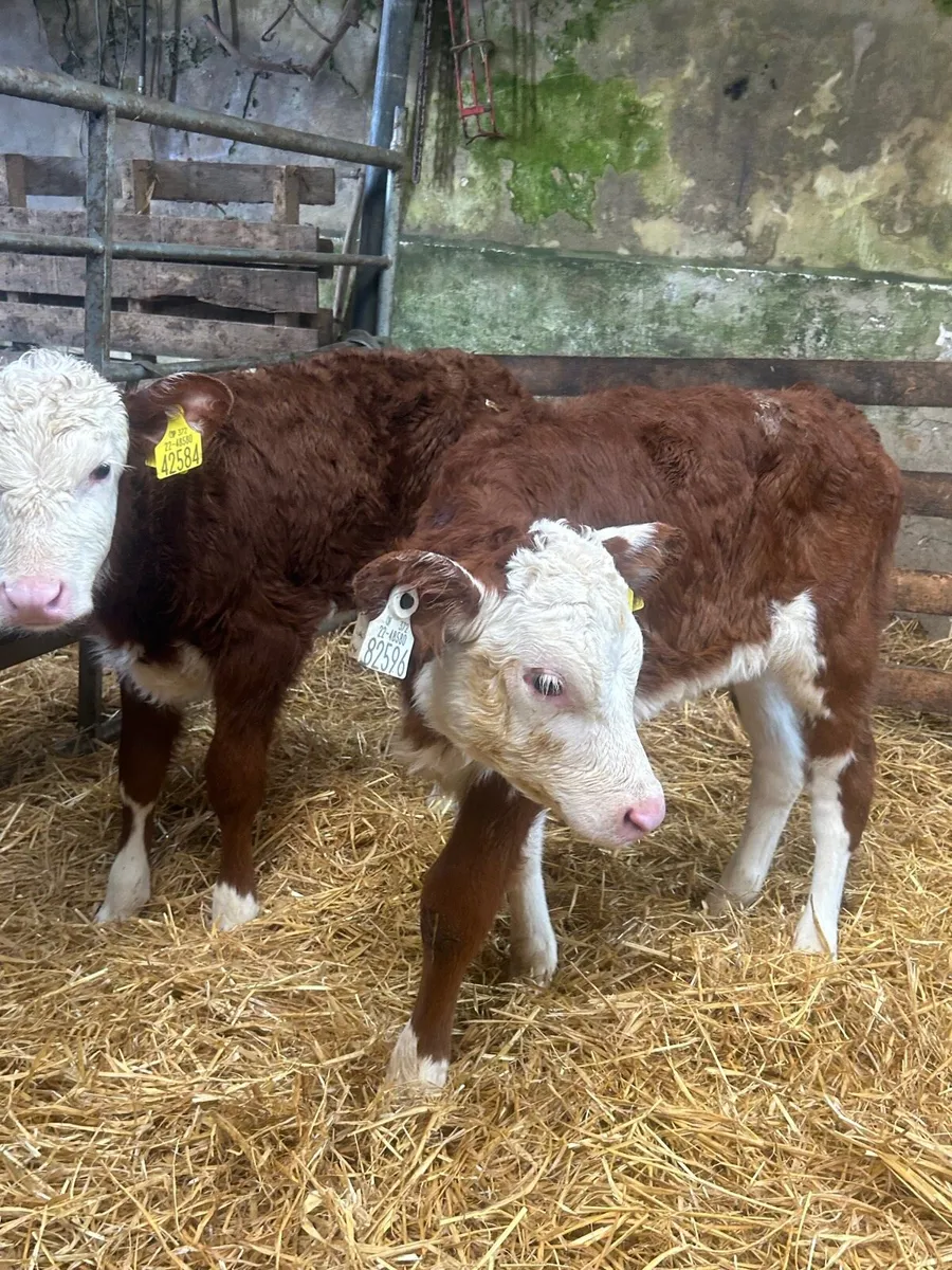 🌟2 Serious Red Whitehead Heifers 6 weeks🌟 - Image 4