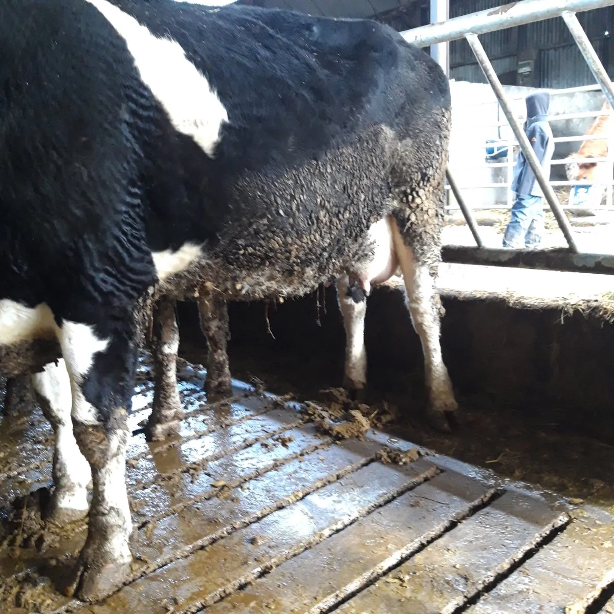 Young cow to rear calf - Image 3