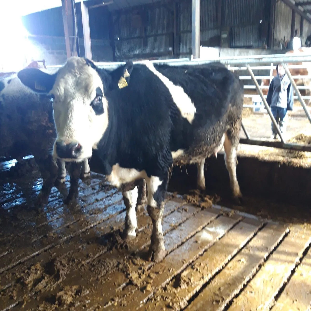 Young cow to rear calf - Image 1