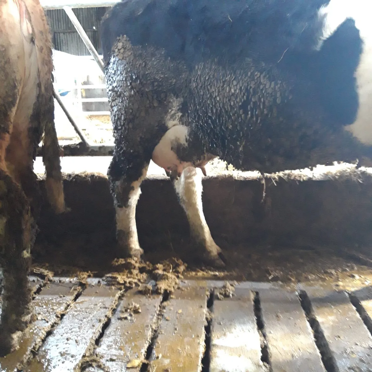 Young cow to rear calf - Image 2