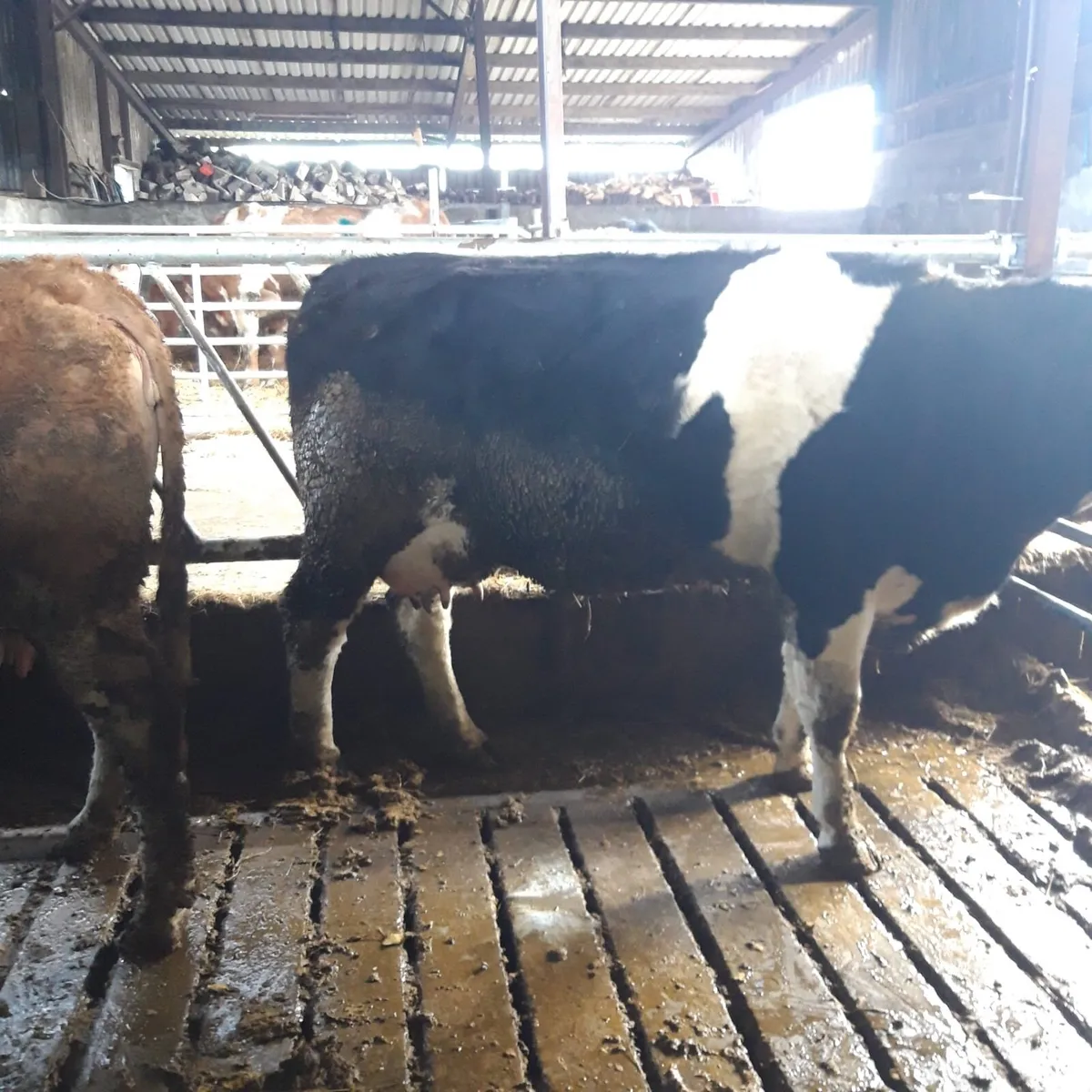 Young cow to rear calf - Image 4