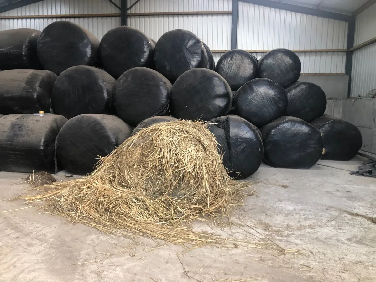 Cattle Feed - Image 3