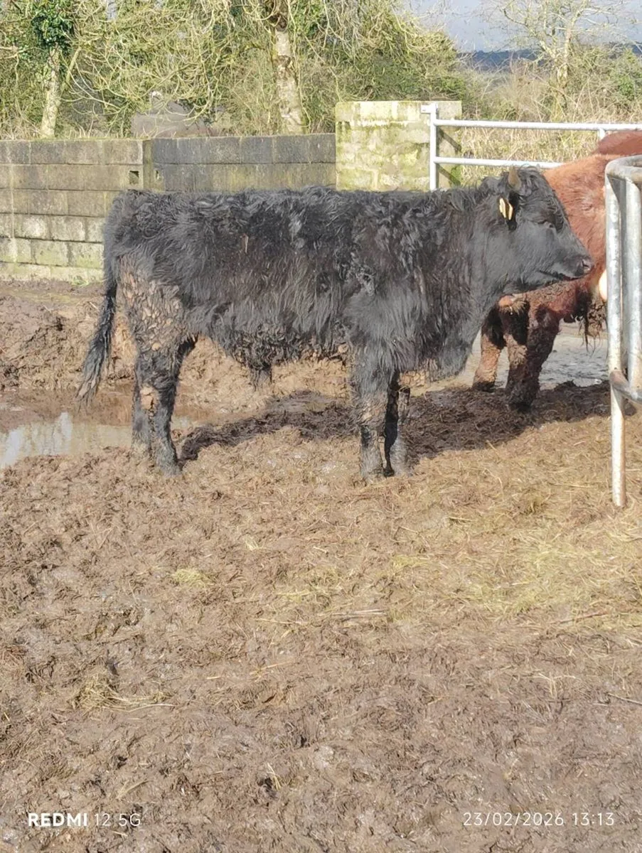 Droimeann & Moiled weanling bulls - Image 2