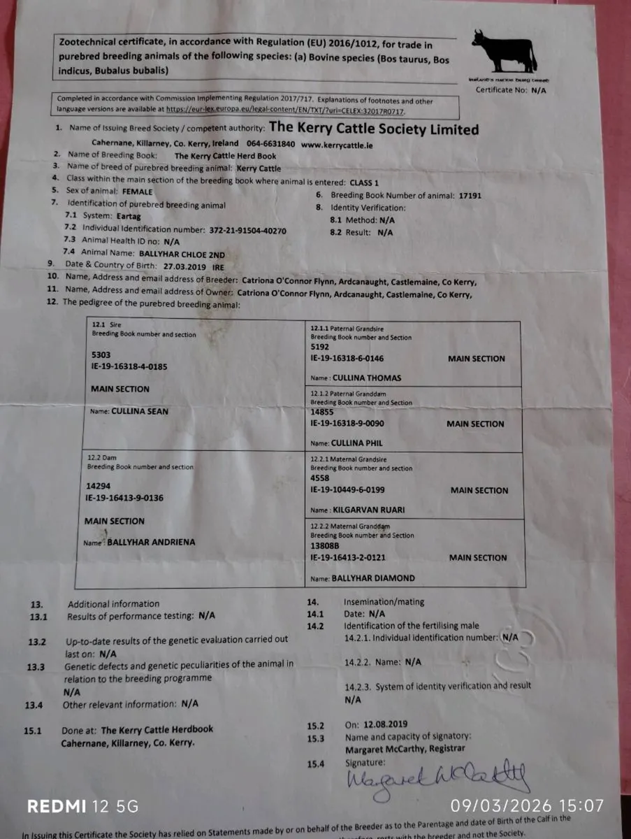 Droimeann & Moiled weanling bulls - Image 4