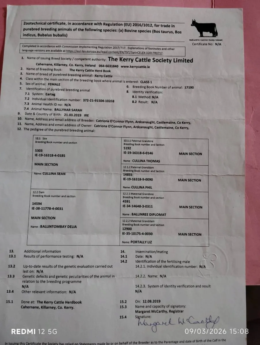 Droimeann & Moiled weanling bulls - Image 3