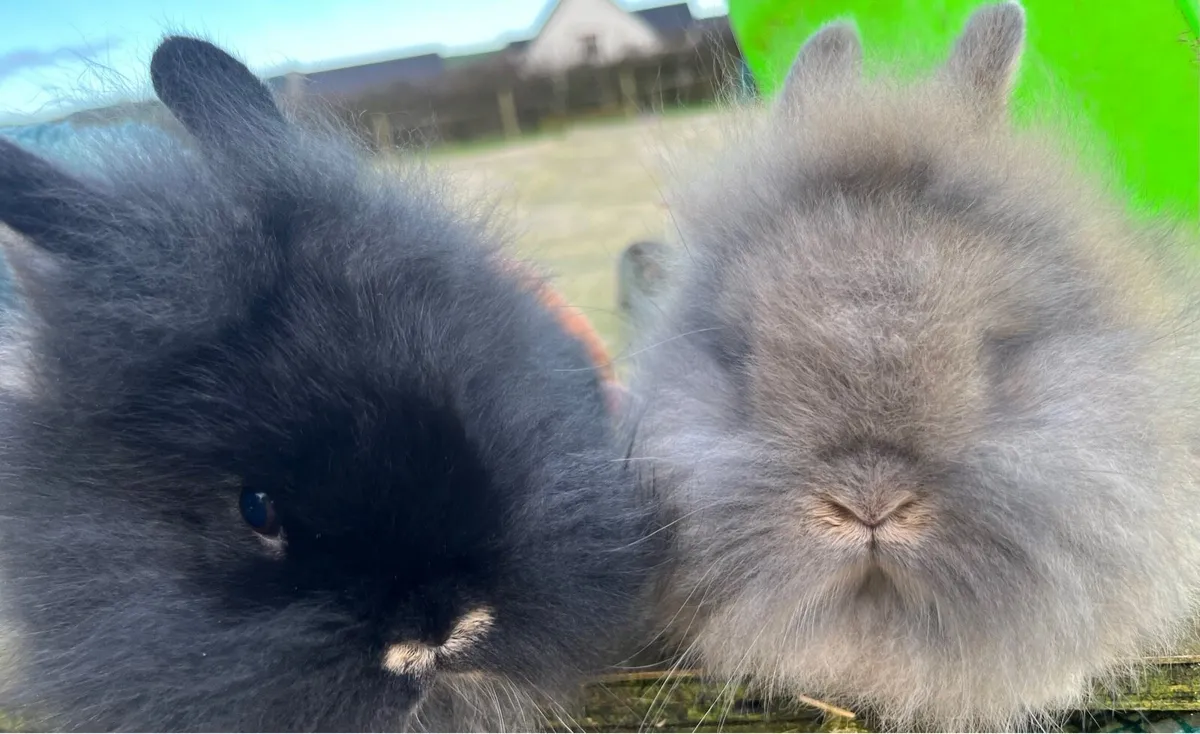 Baby Rabbits - Image 1