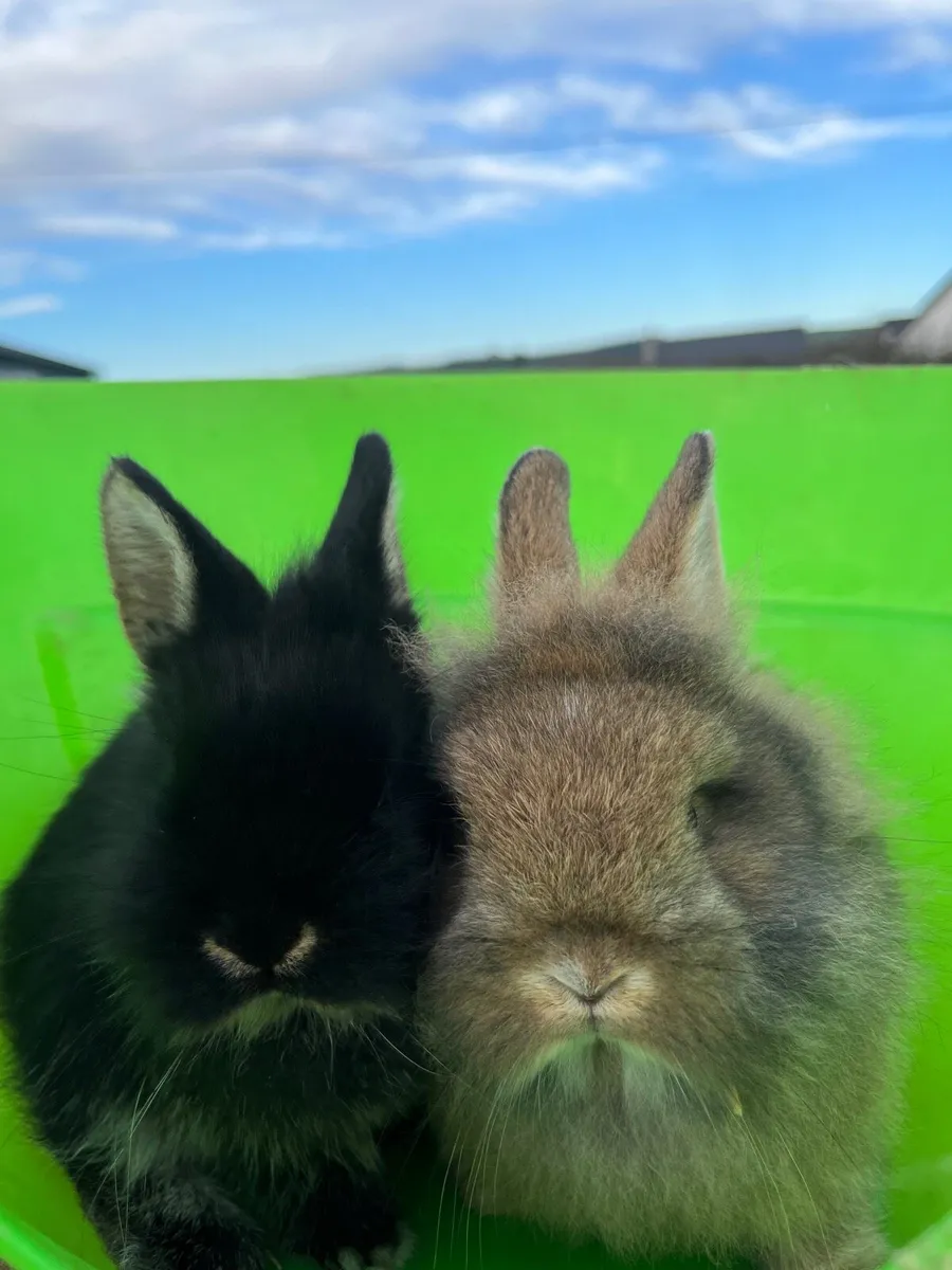 Baby Rabbits - Image 2
