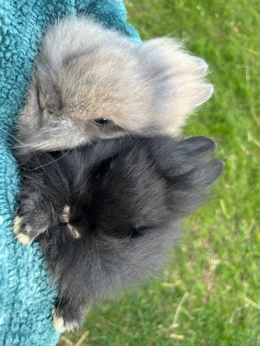 Baby Rabbits - Image 3