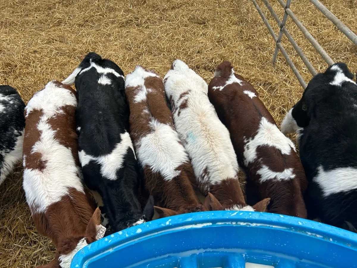 Blue and Angus Calves - Image 1