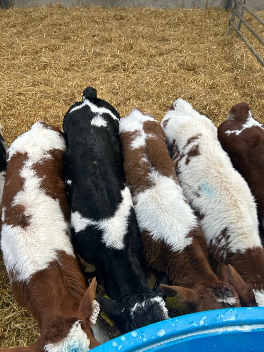 Blue and Angus Calves - Image 2