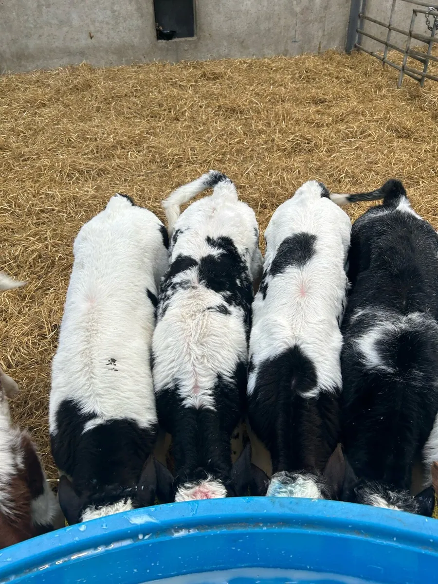 Blue and Angus Calves - Image 3