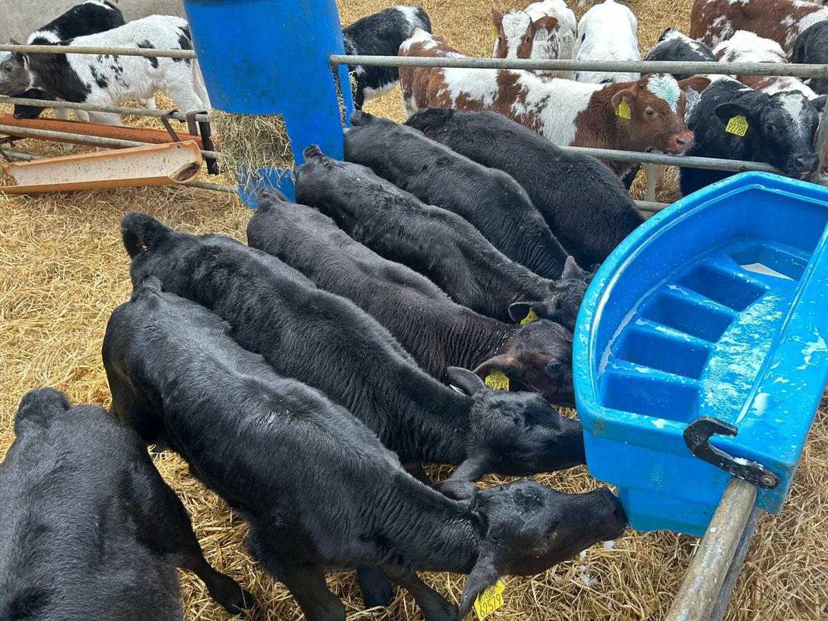 Blue and Angus Calves - Image 4