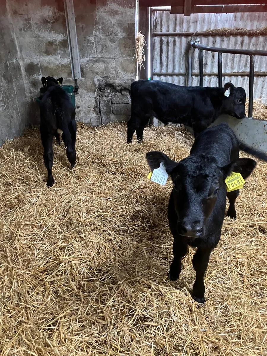 AA Heifer Calves - Image 1