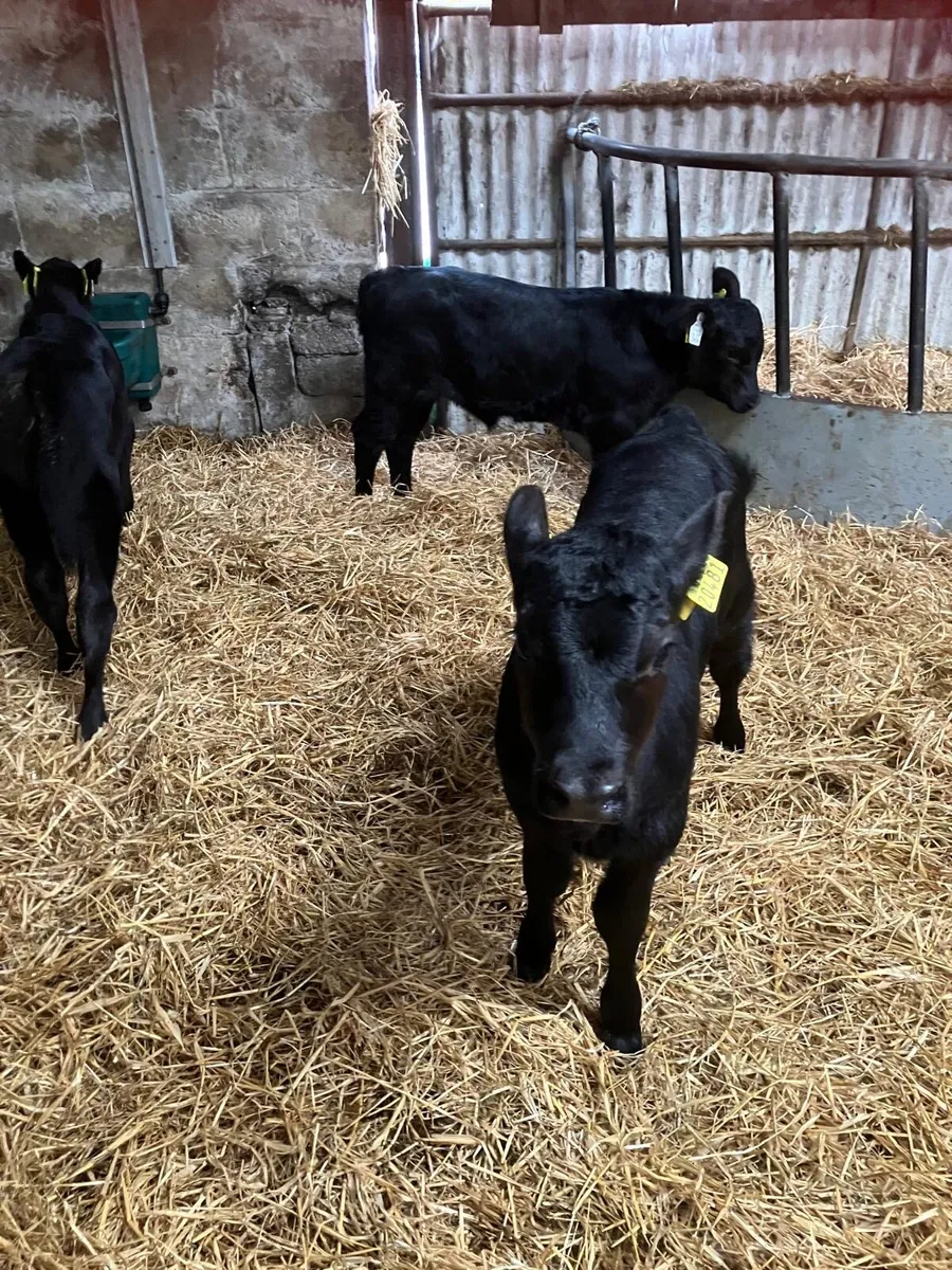 AA Heifer Calves - Image 2