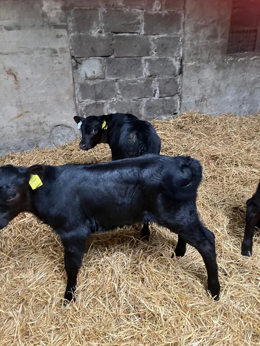 AA Heifer Calves - Image 3