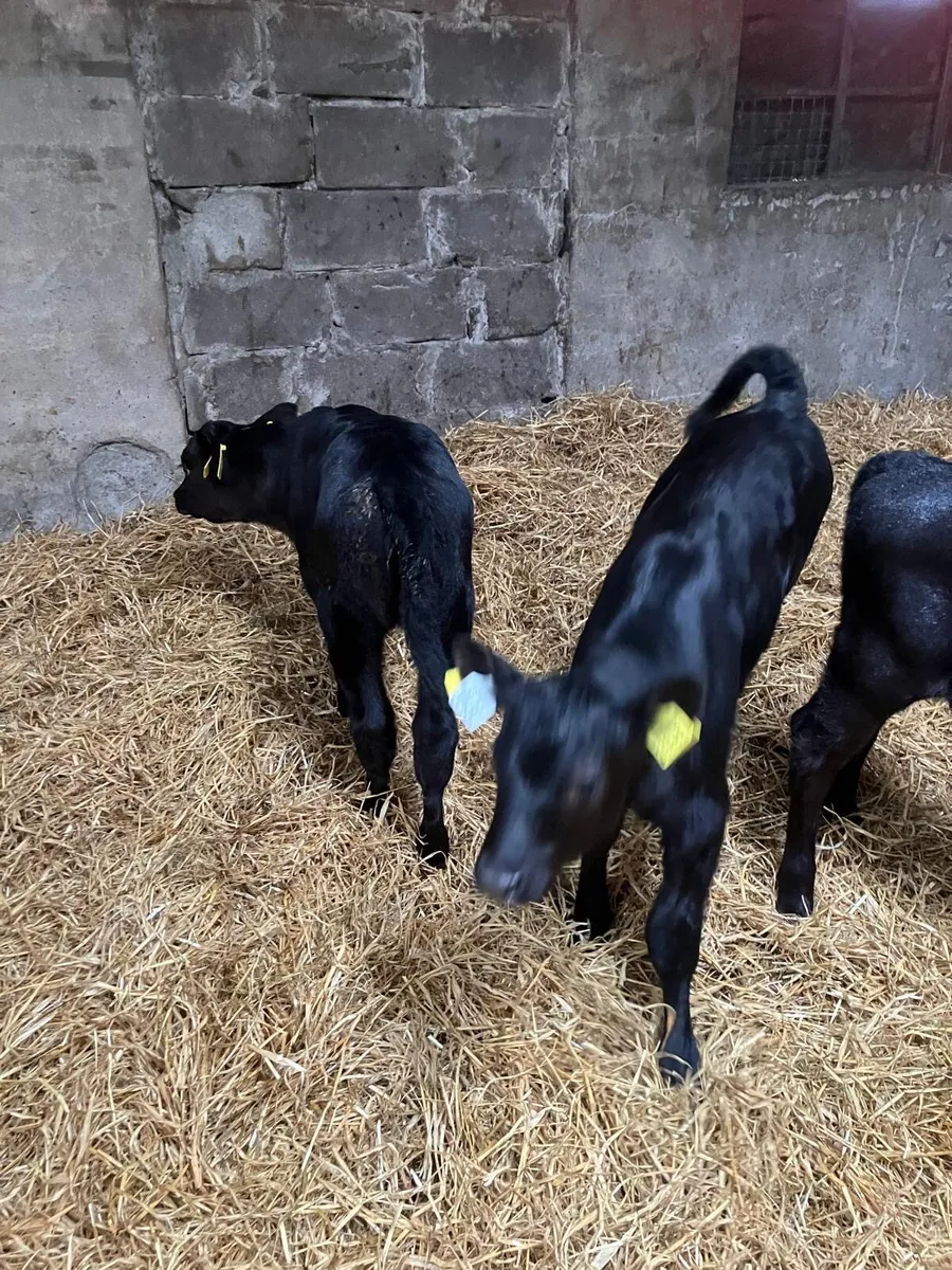 AA Heifer Calves - Image 4