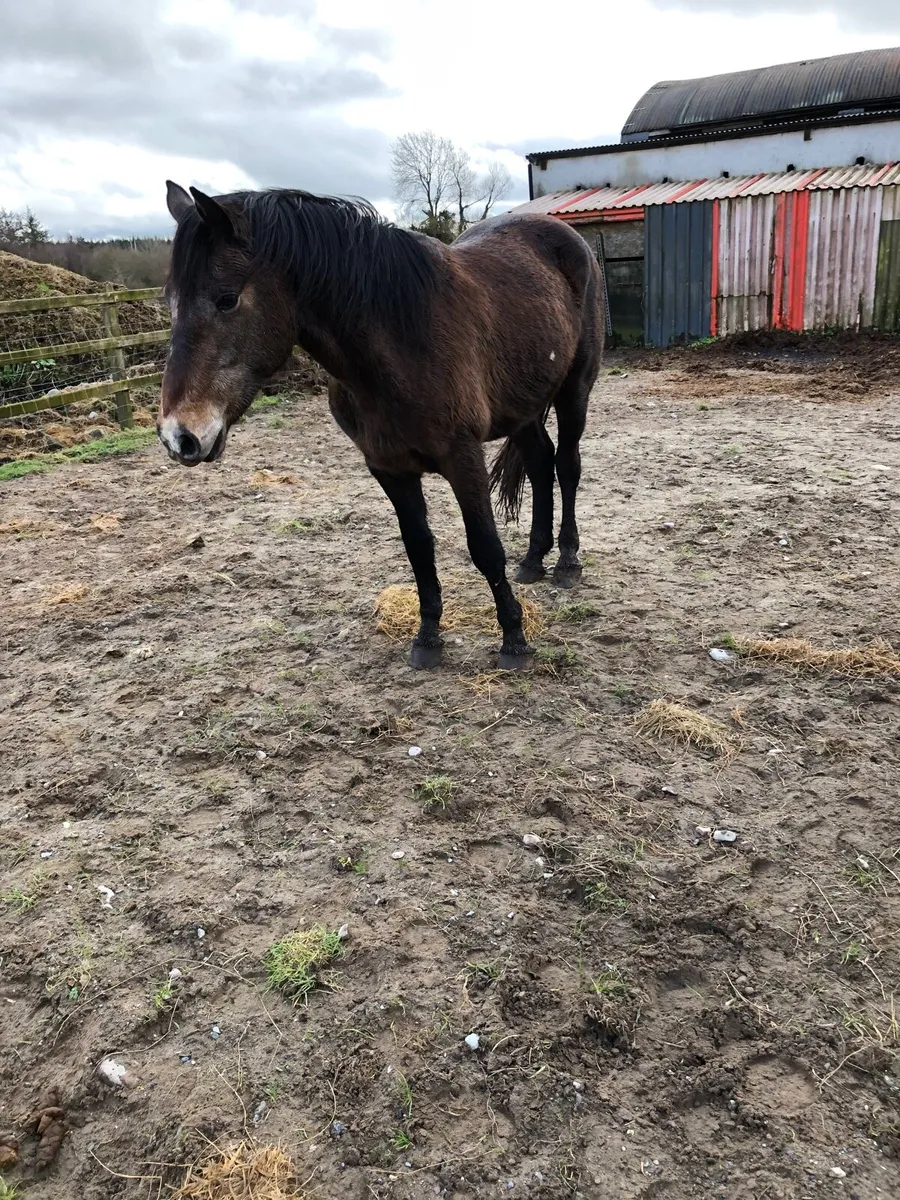 Horse gelding - Image 1
