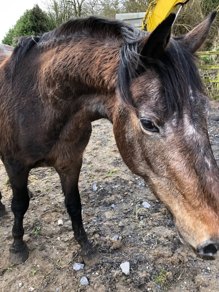 Horse gelding - Image 2