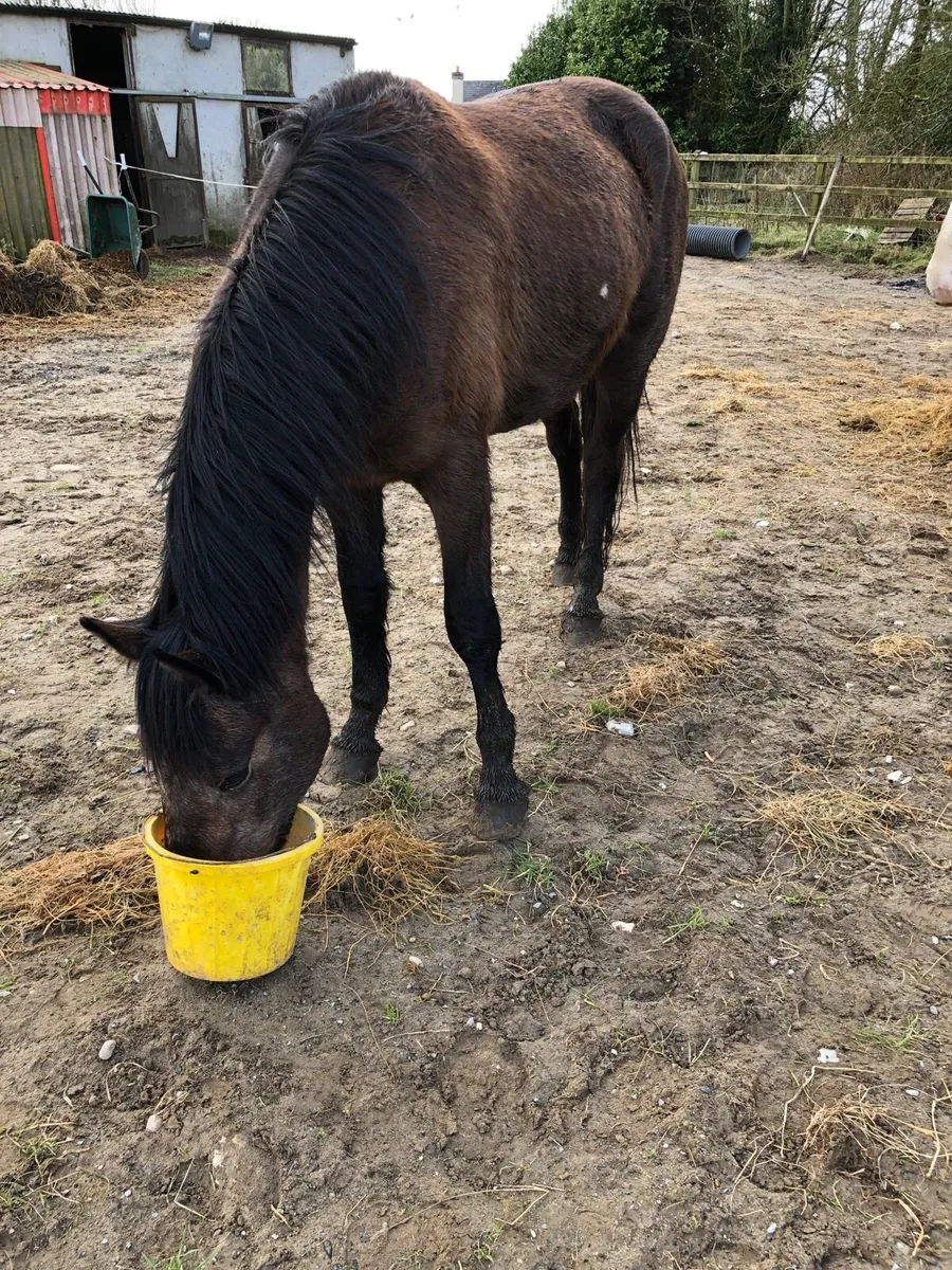 Horse gelding - Image 4
