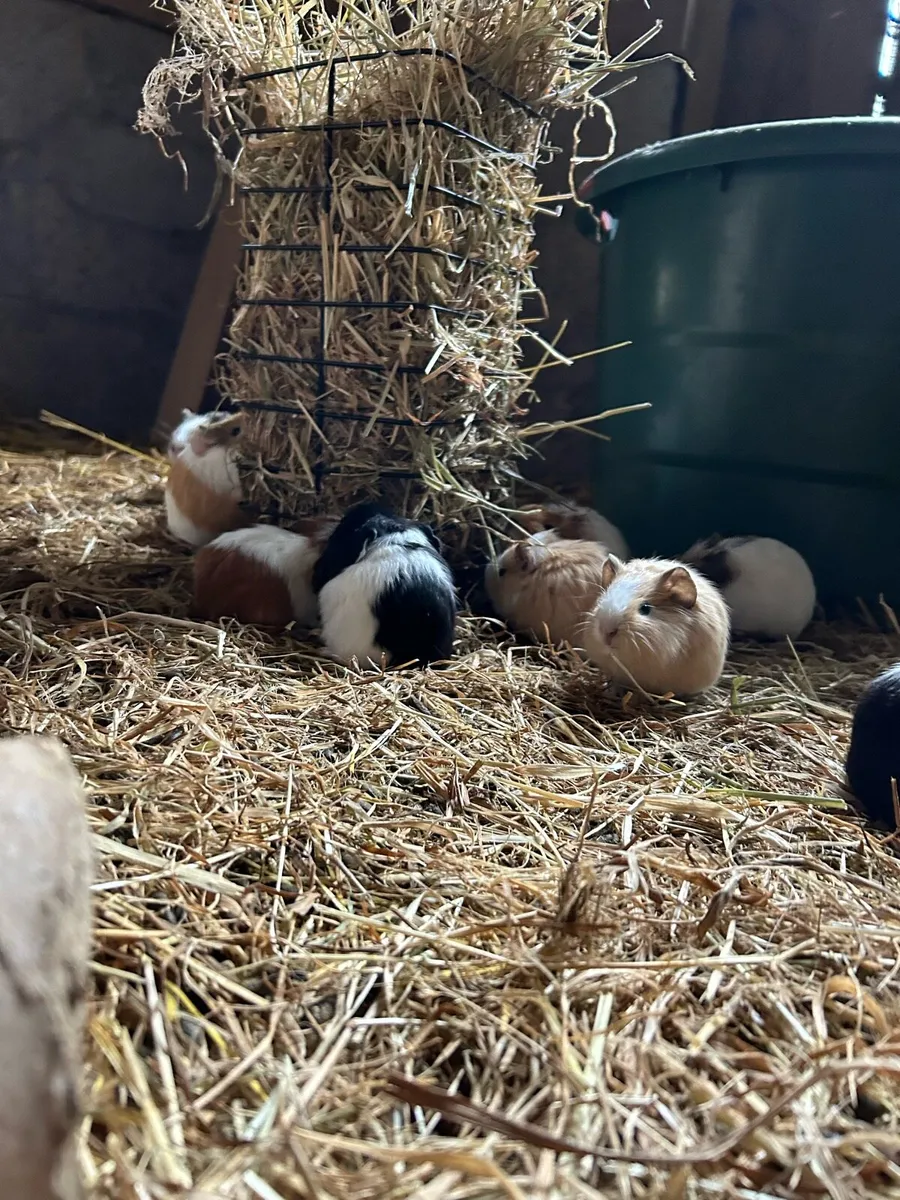 Guinea Pigs - Image 2