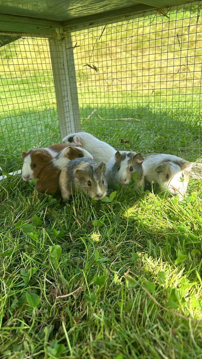 Guinea Pigs - Image 4