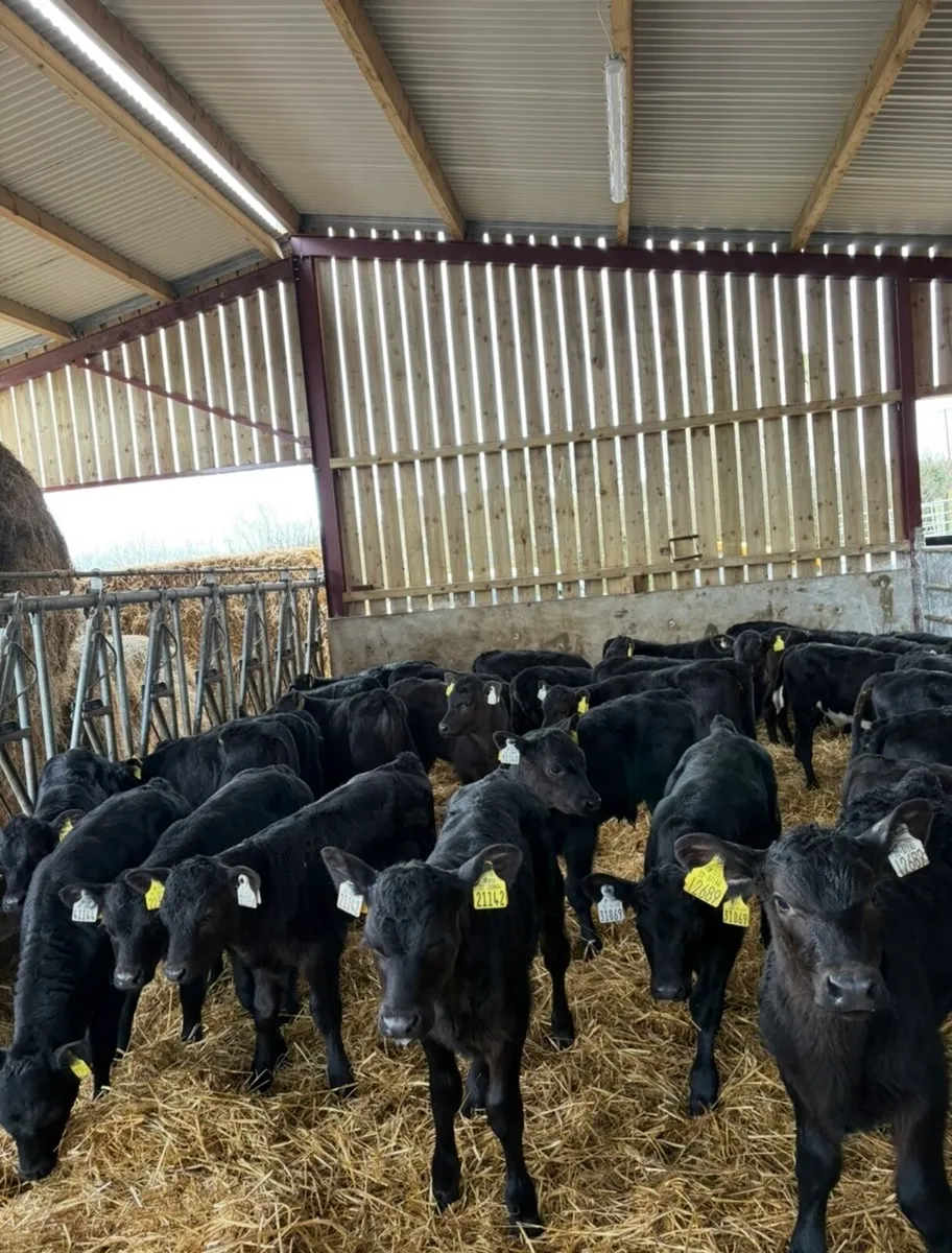 30 super 2 month old Angus heifers 🔥🔥🔥 - Image 1