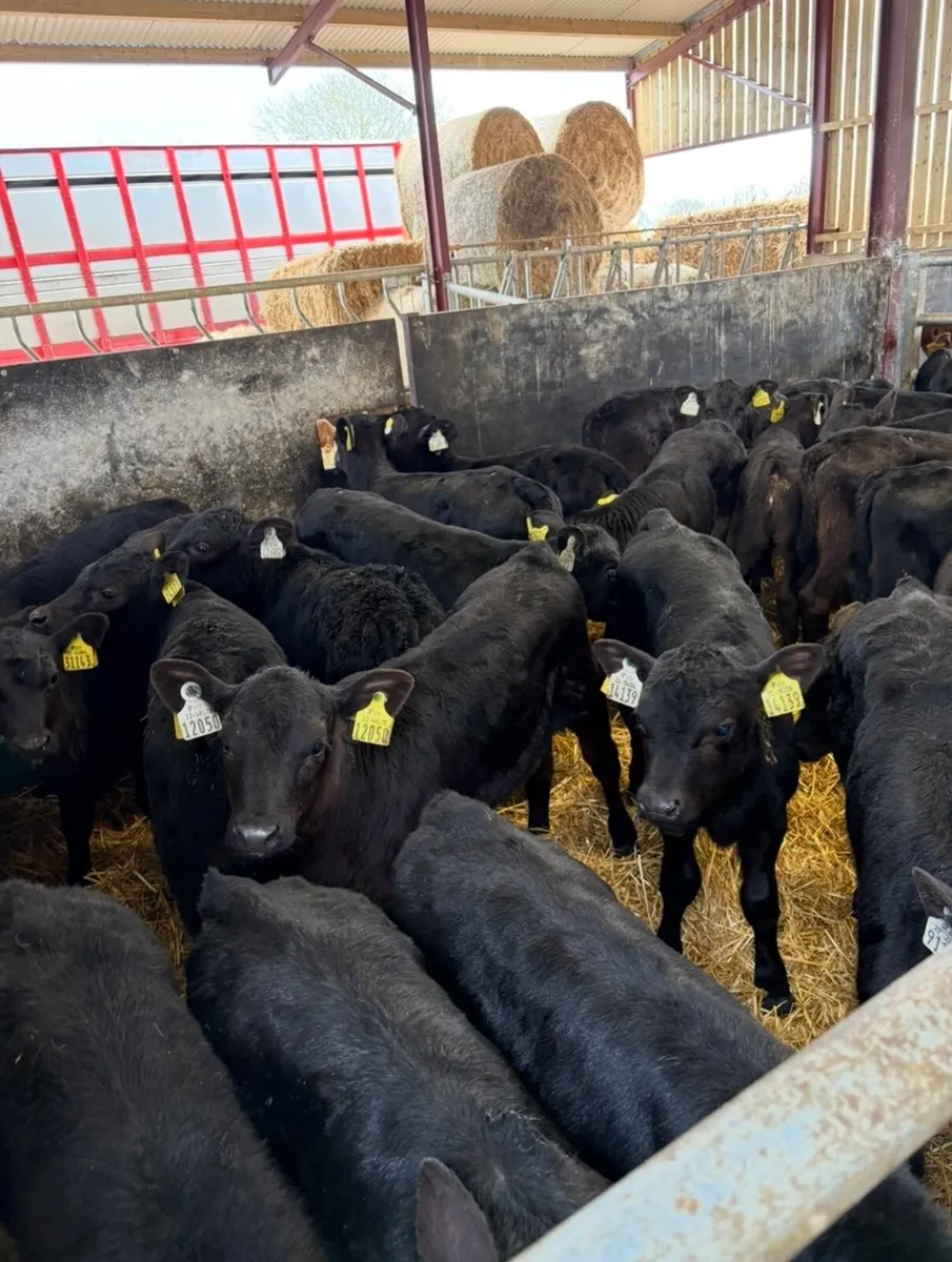 30 super 2 month old Angus heifers 🔥🔥🔥 - Image 2