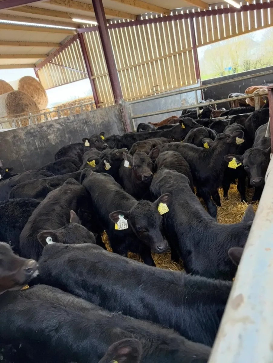 30 super 2 month old Angus heifers 🔥🔥🔥 - Image 3