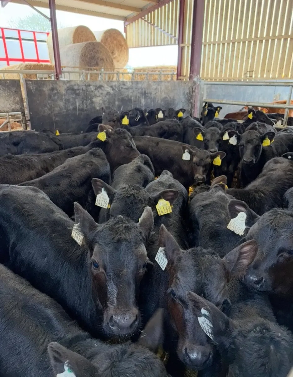 30 super 2 month old Angus heifers 🔥🔥🔥 - Image 4