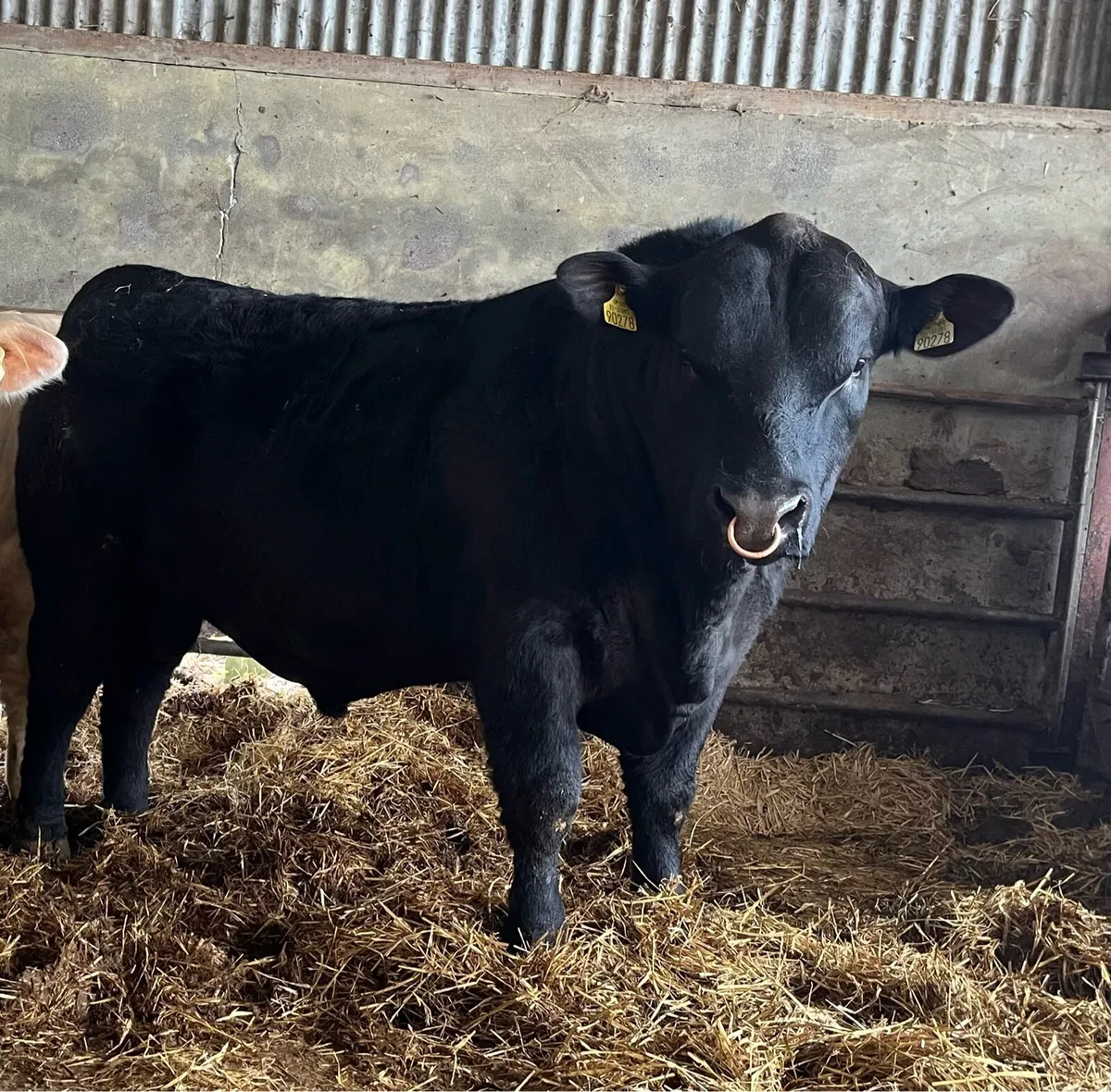 Quality Angus Bull - Image 2