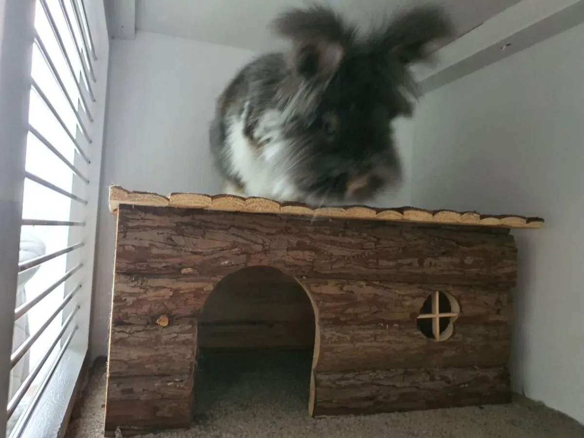 XXL Skyline Rabbit cage + Accessories - Image 2