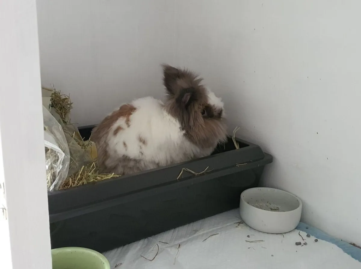 XXL Skyline Rabbit cage + Accessories - Image 4