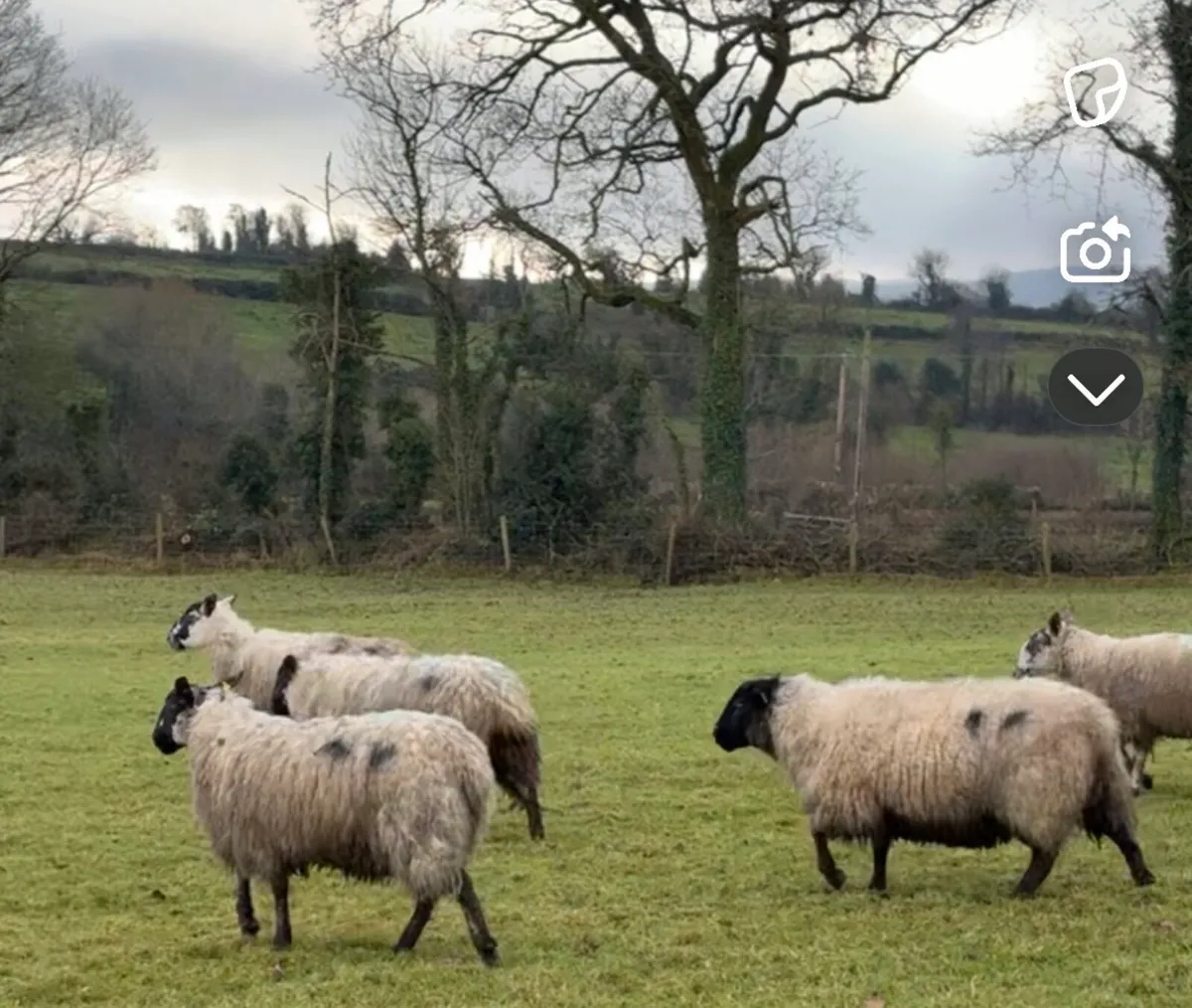 Inlamb ewes - Image 3