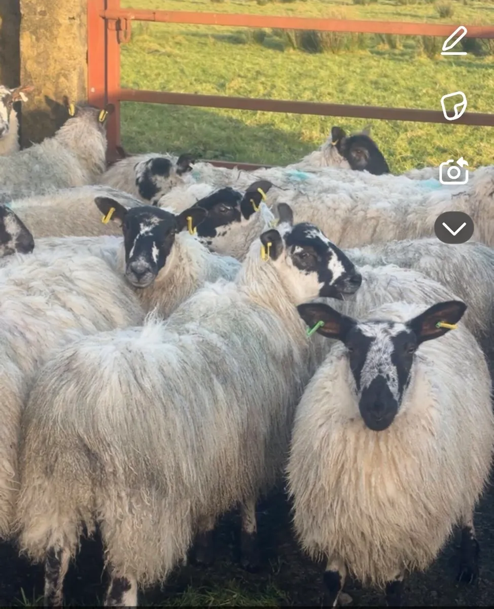 Inlamb ewes - Image 4