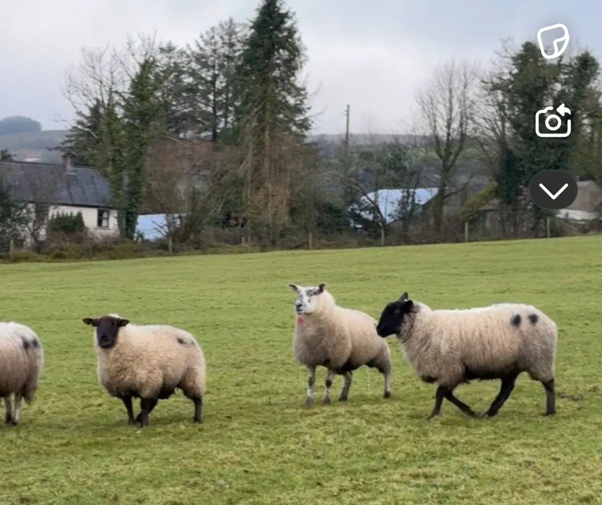 Inlamb ewes - Image 1